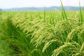 معاون استانداری: مقابله با کاشت برنج در کرمانشاه ضروریست