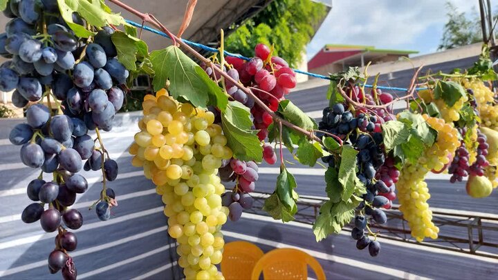 ثبت جشنواره انگور کندوله در فهرست رویدادهای گردشگری کشور